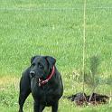 3 Planting Trees (16)